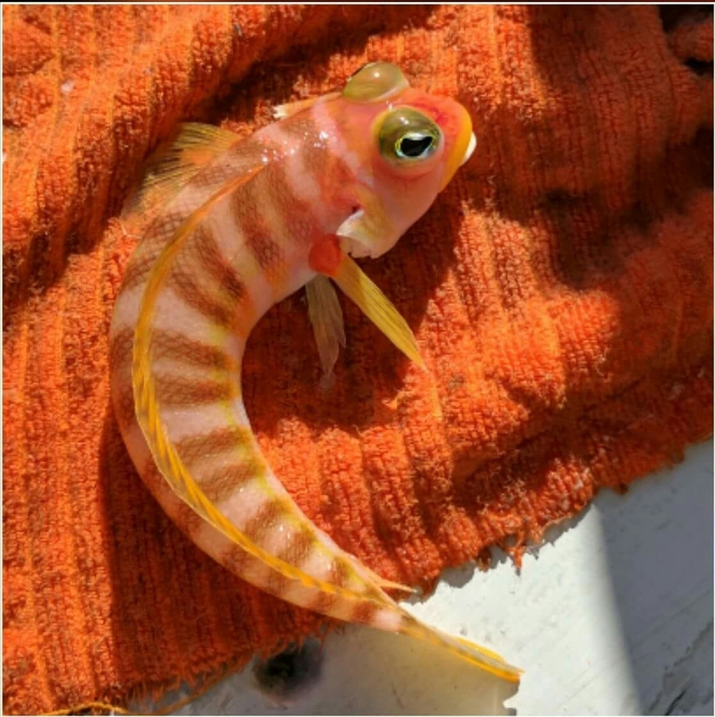Redbanded Grubfish