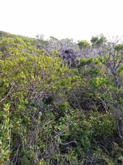 Neotoma fuscipes annectens