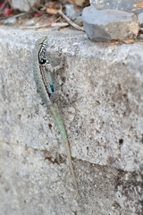 Sceloporus couchii