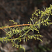 Artemisia dracunculus - Photo (c) Steve Matson,  זכויות יוצרים חלקיות (CC BY-NC), uploaded by Steve Matson