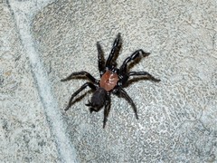 Porrhothele antipodiana