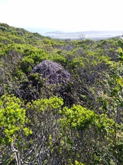 Neotoma fuscipes annectens