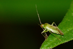 Lygocoris pabulinus