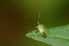 Lygocoris pabulinus