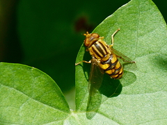 Parhelophilus integer