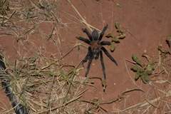 Aphonopelma armada