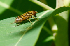 Parhelophilus integer