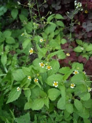 Galinsoga quadriradiata