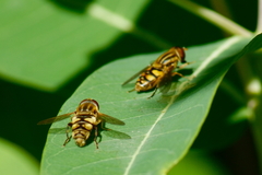 Parhelophilus integer