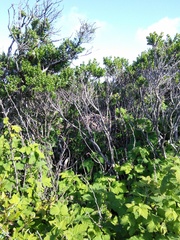 Neotoma fuscipes annectens