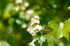 Crataegus pruinosa