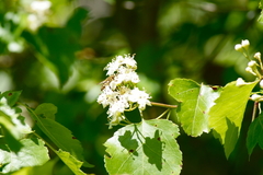 Crataegus pruinosa