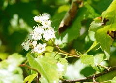 Crataegus pruinosa