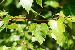 Crataegus pruinosa