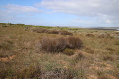 Willdenowia incurvata