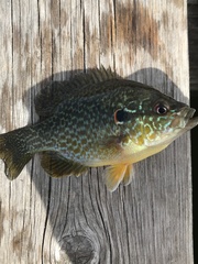 Lepomis gibbosus × cyanellus