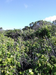 Neotoma fuscipes annectens