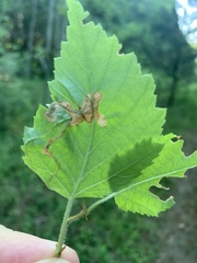Agromyza alnibetulae