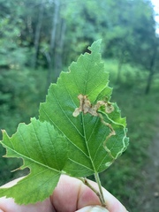 Agromyza alnibetulae