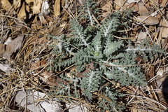 Chaenactis douglasii