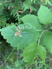 Agromyza alnibetulae