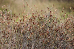 Willdenowia incurvata