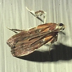 Galasa nigrinodis