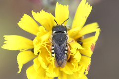 Pseudoanthidium nanum