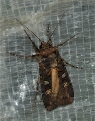 Actebia fennica