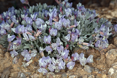 Astragalus calycosus calycosus