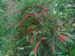 Tillandsia punctulata