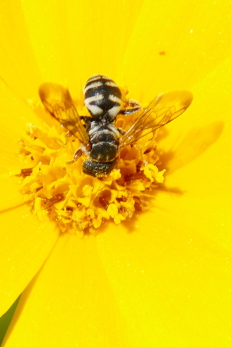 Epeolus interruptus