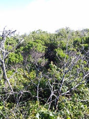 Neotoma fuscipes annectens