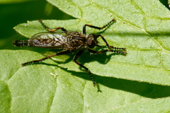Machimus notatus