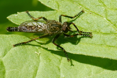 Machimus notatus