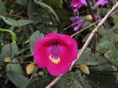 Meriania selvaflorensis