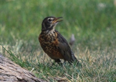 Turdus migratorius