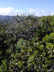 Neotoma fuscipes annectens