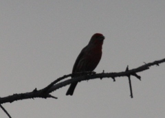 Haemorhous mexicanus