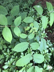 Magnoliopsida