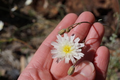 Malacothrix floccifera