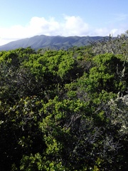 Neotoma fuscipes annectens