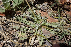 Malacothrix floccifera