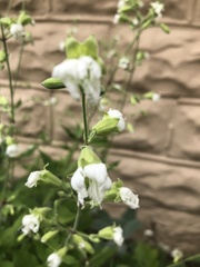 Silene stellata