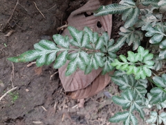 Pteris