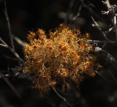 Teloschistes capensis