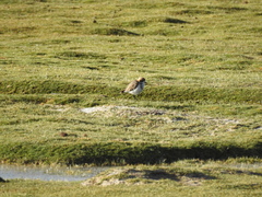 Charadrius alticola