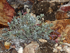 Astragalus calycosus calycosus