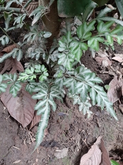 Pteris