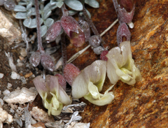 Astragalus calycosus calycosus